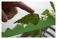 Erklärung von Blatträndern