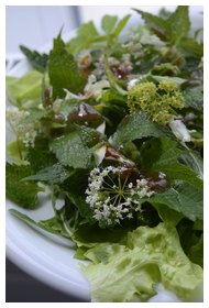 Wildpflanzen auf Eichblattsalat mit einem Roten Feigensenfdressing